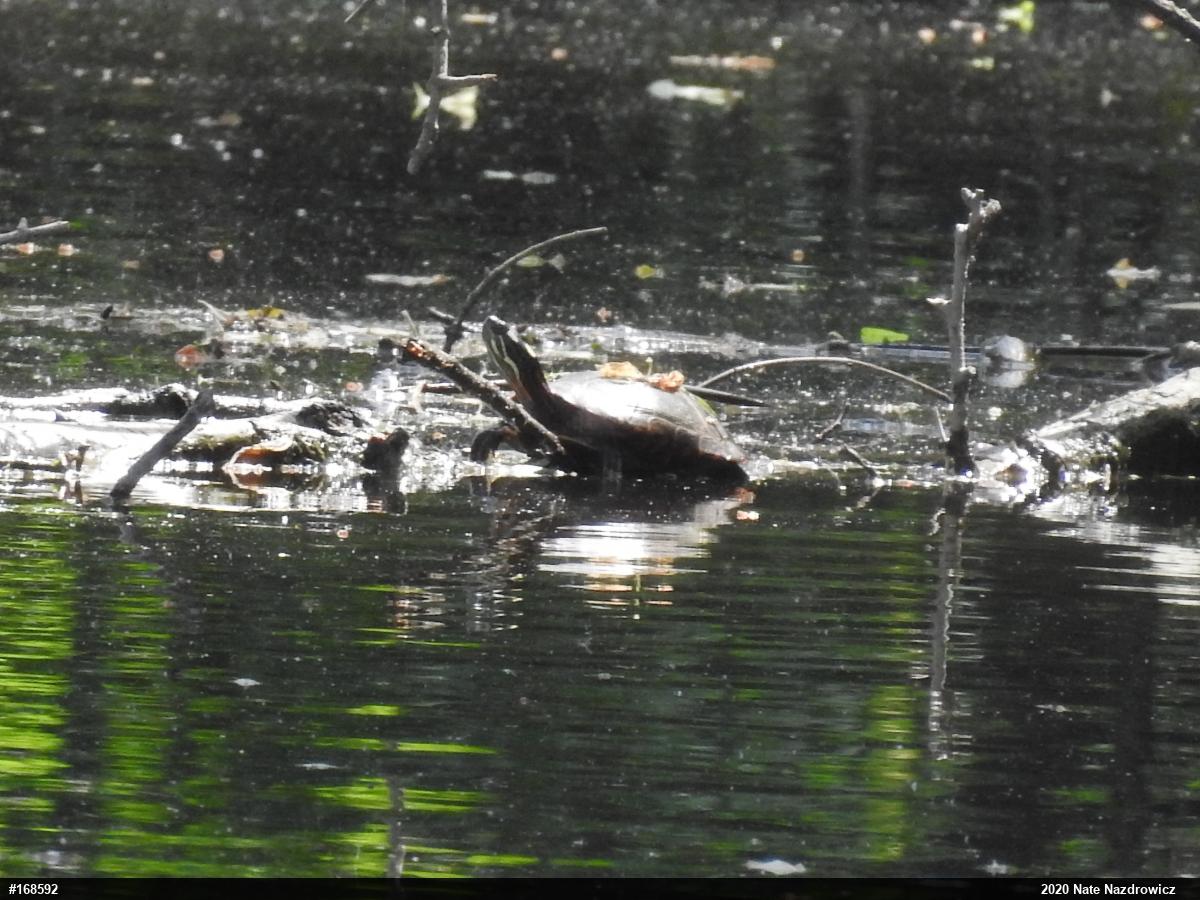 Painted Turtle