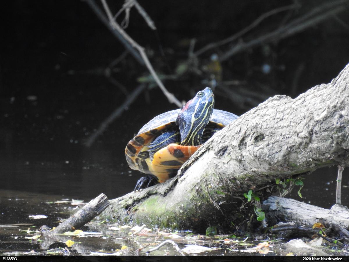 Red-eared Slider