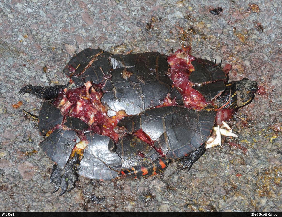 Midland Painted Turtle