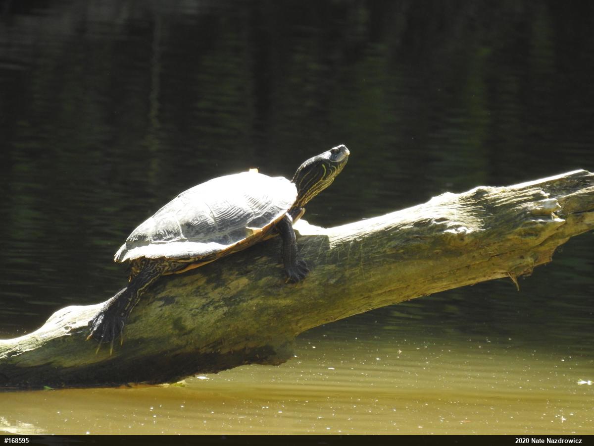 Northern Map Turtle