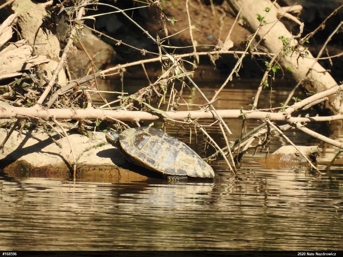 Northern Map Turtle