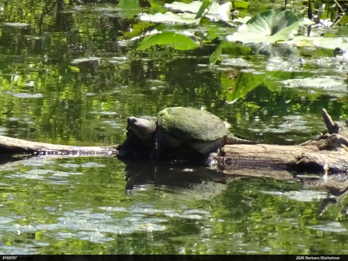 Snapping Turtle