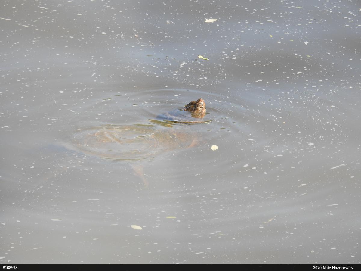 Snapping Turtle