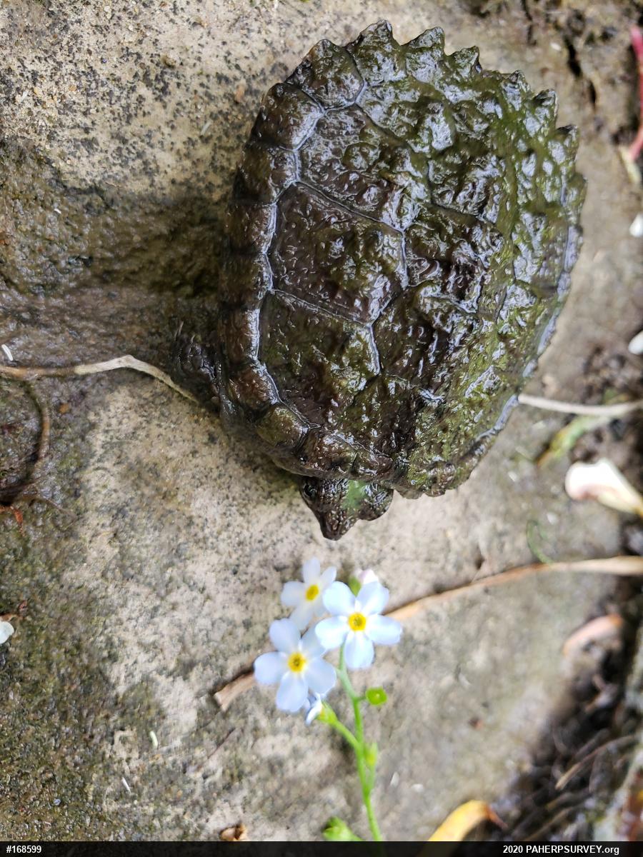 Snapping Turtle