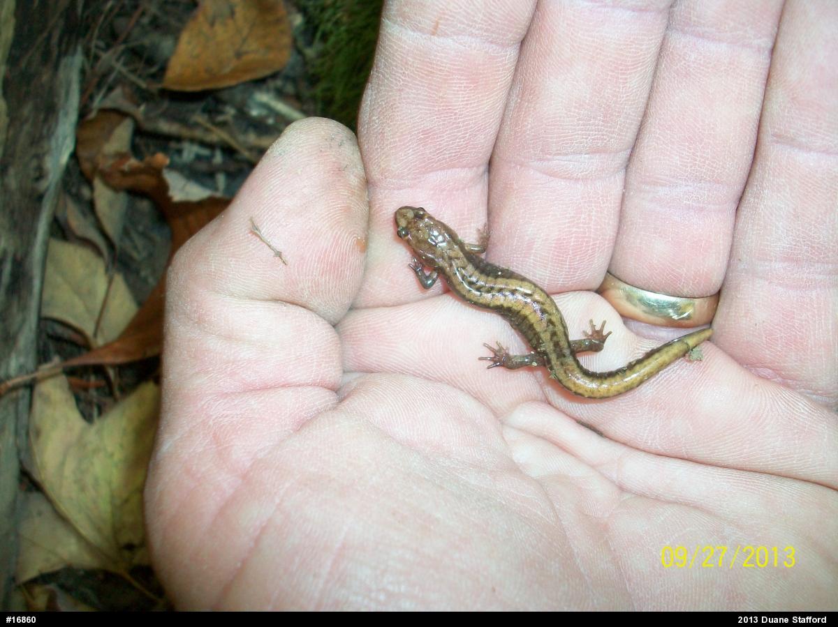 Allegheny Mountain Dusky Salamander