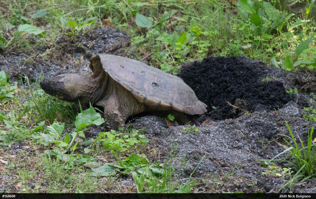 Snapping Turtle