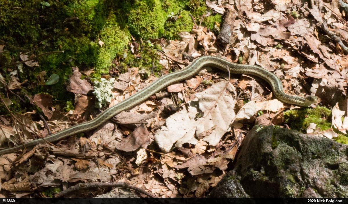 Eastern Gartersnake