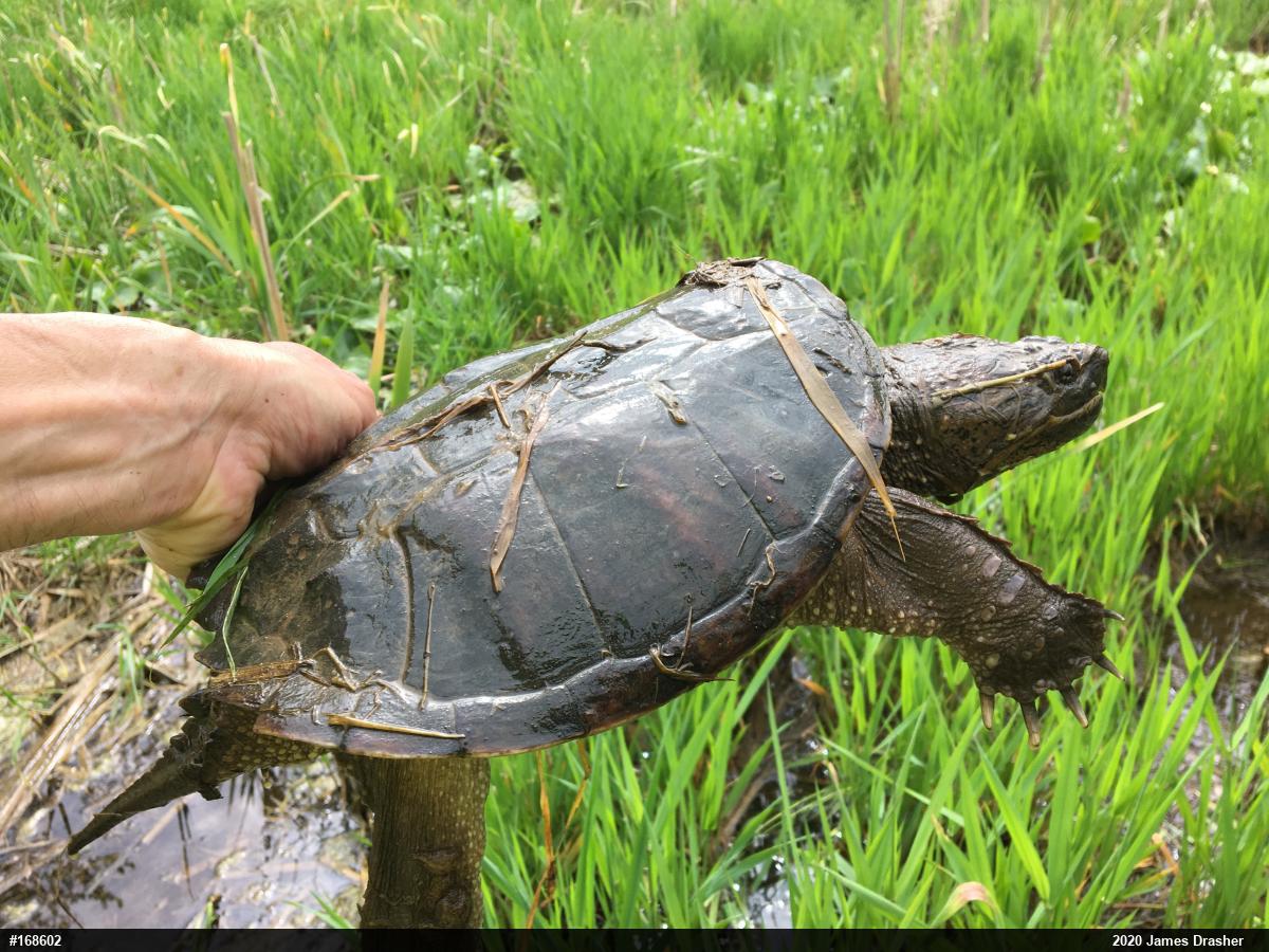 Snapping Turtle