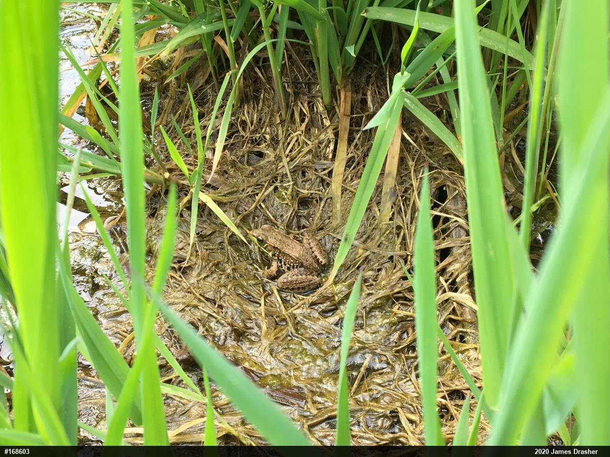 Green Frog