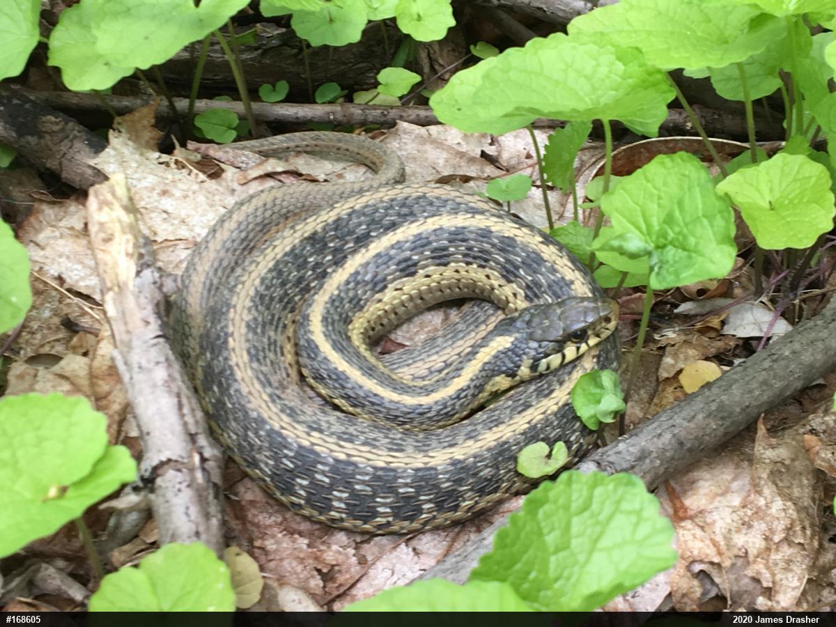 Eastern Gartersnake