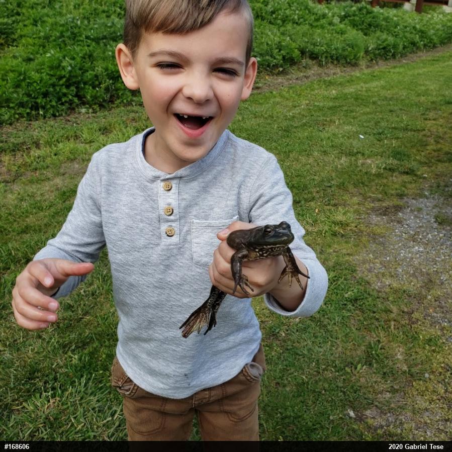 American Bullfrog