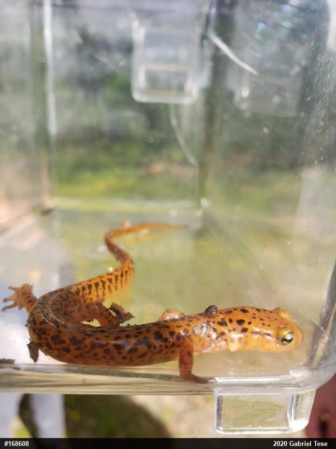 Eastern Long-tailed Salamander