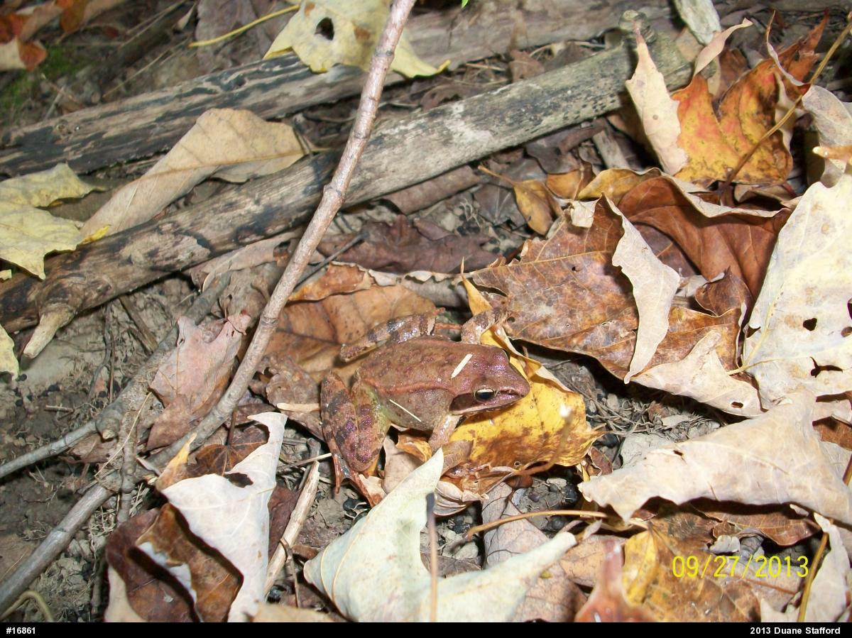 Wood Frog