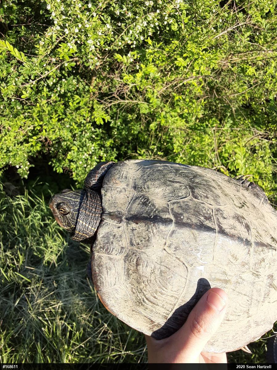 Northern Map Turtle