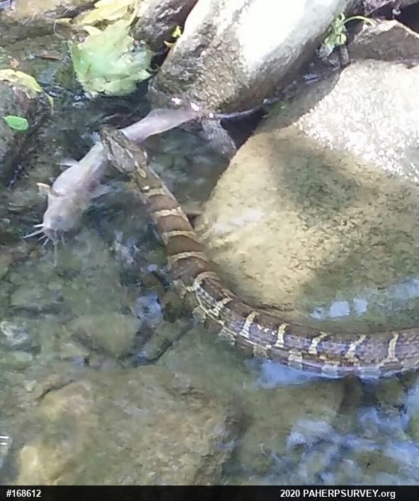 Northern Watersnake