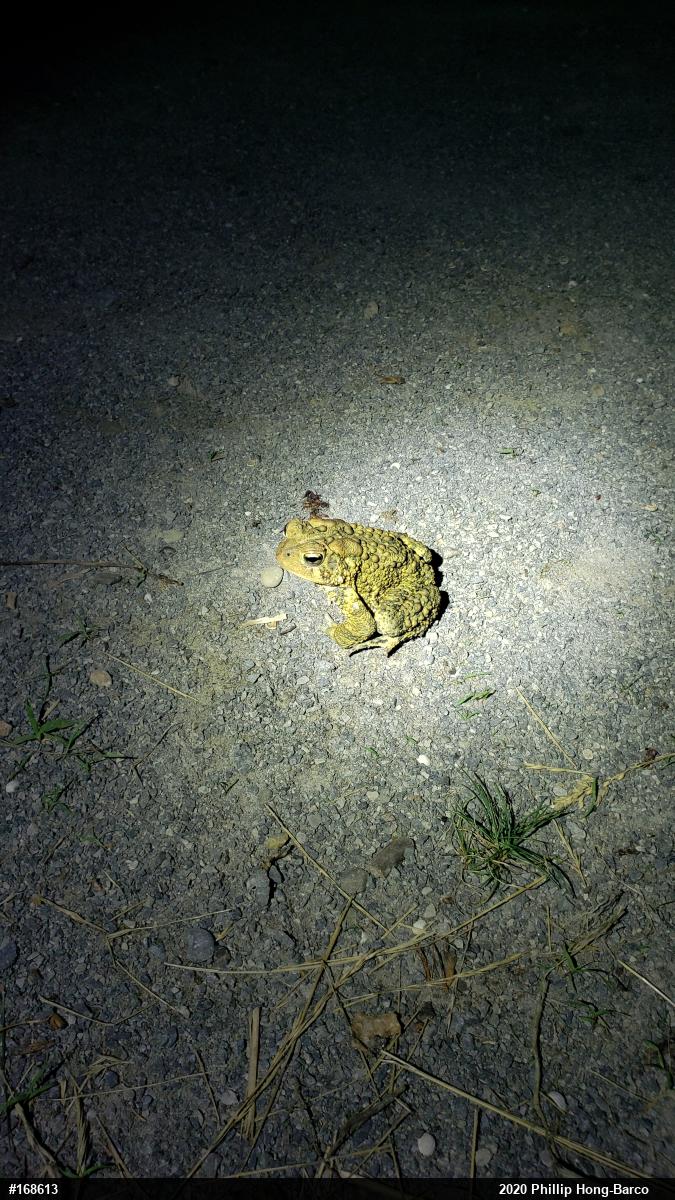 Eastern American Toad