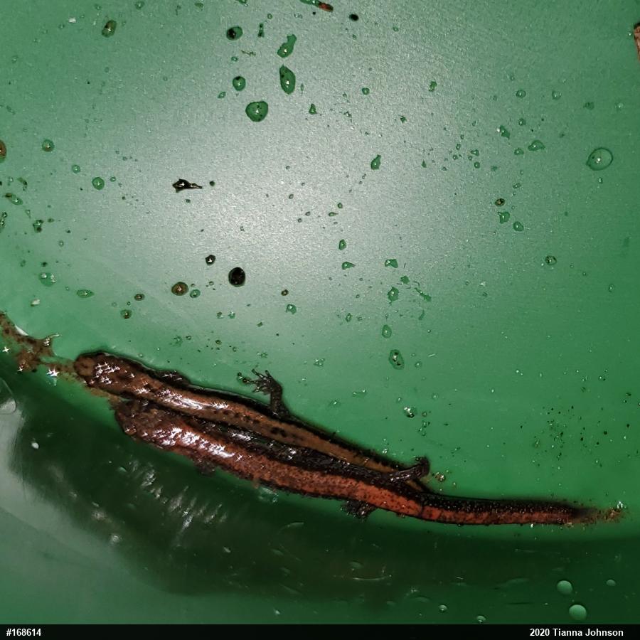Allegheny Mountain Dusky Salamander
