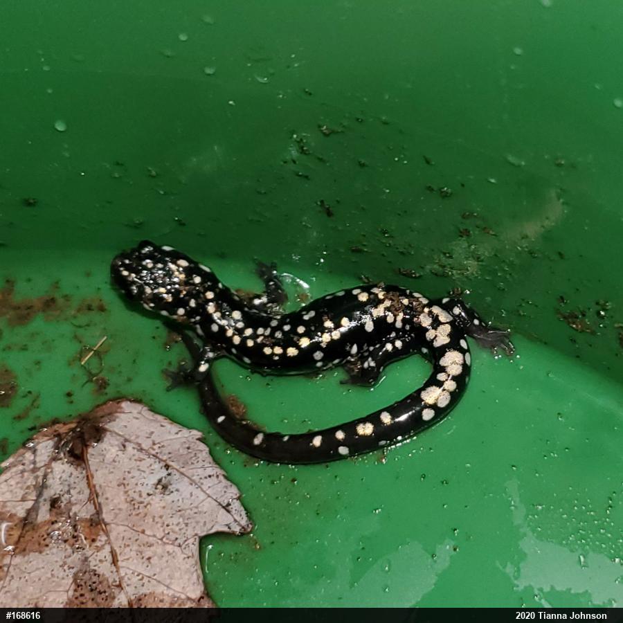 Northern Slimy Salamander