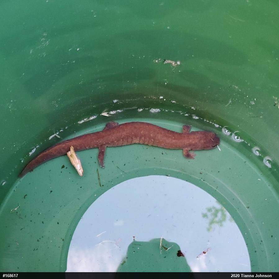 Northern Spring Salamander