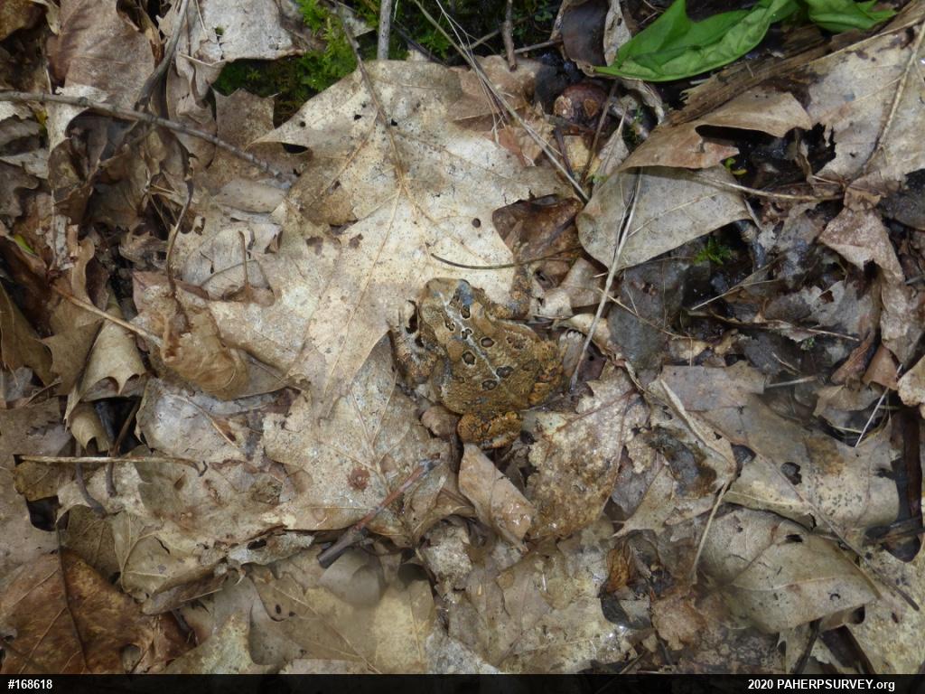 Eastern American Toad