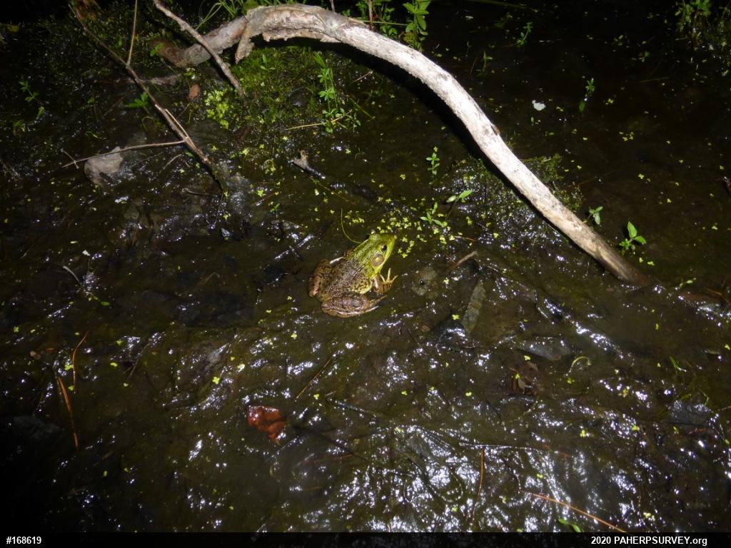 Green Frog