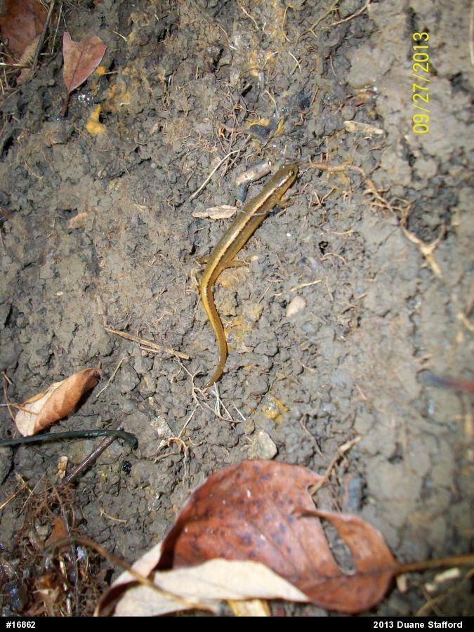 Northern Two-lined Salamander