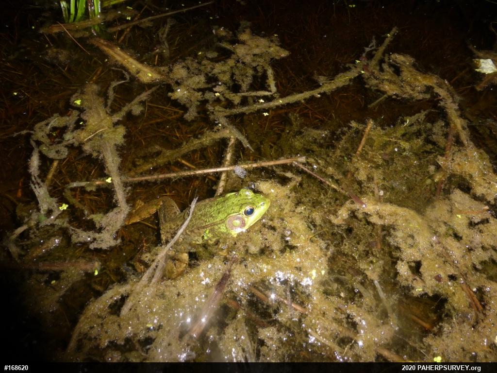 Green Frog