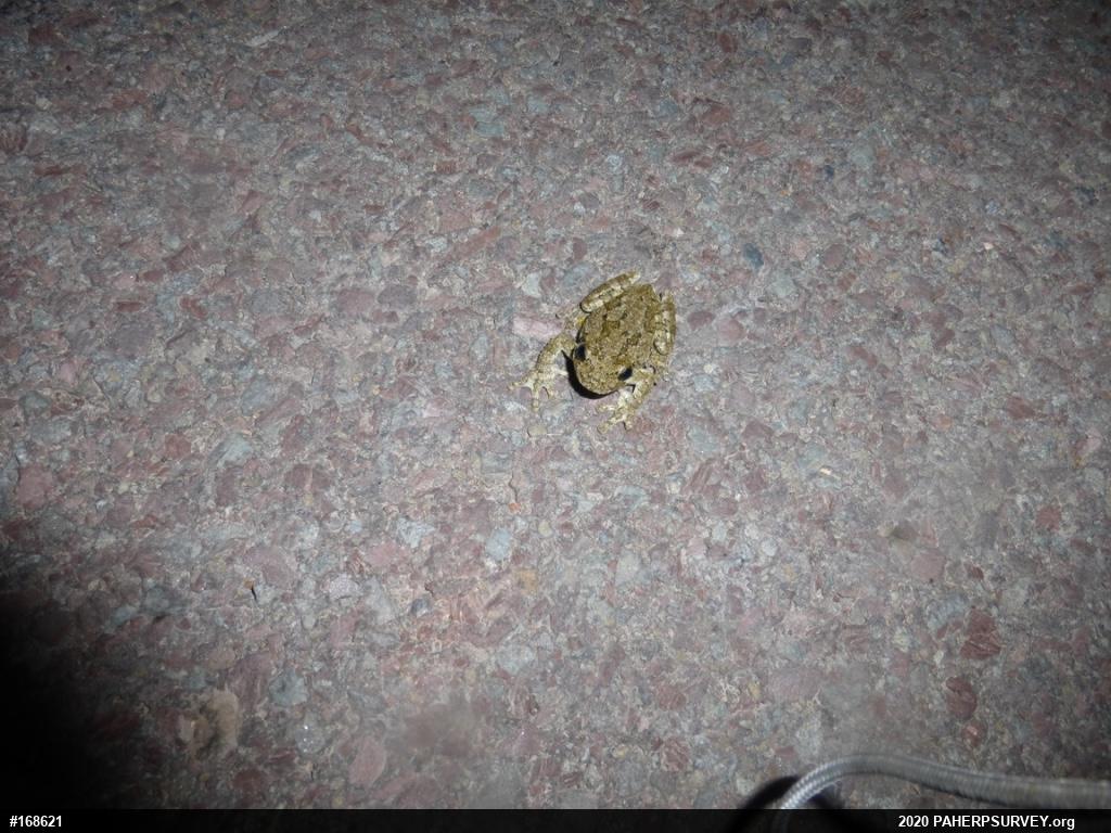 Unknown Gray Treefrog