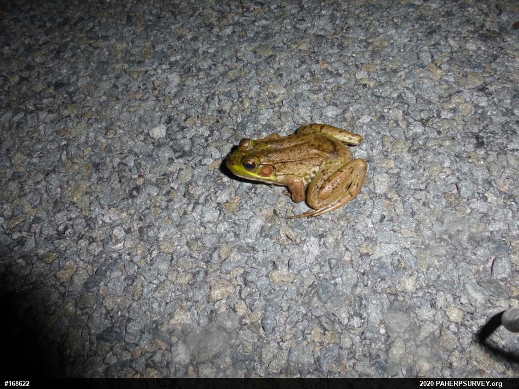 Green Frog
