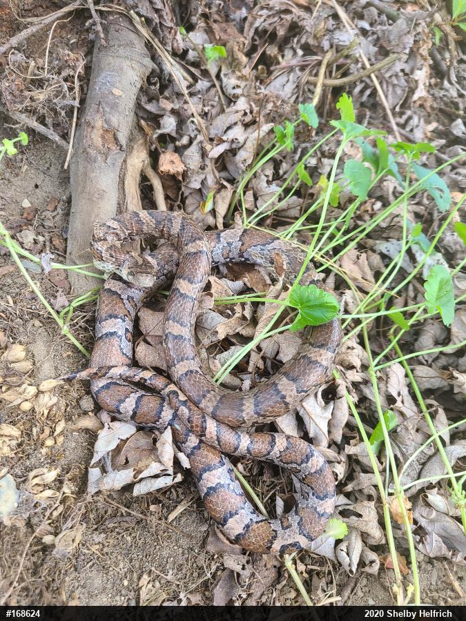 Eastern Milksnake