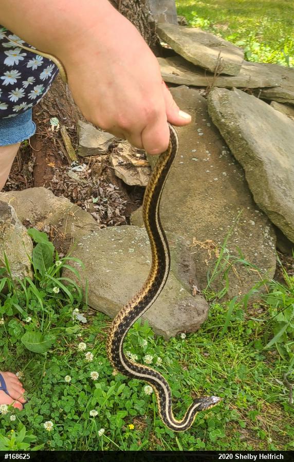 Eastern Gartersnake