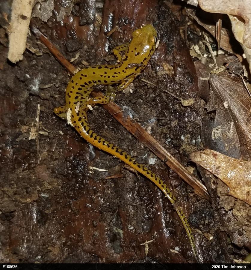 Eastern Long-tailed Salamander