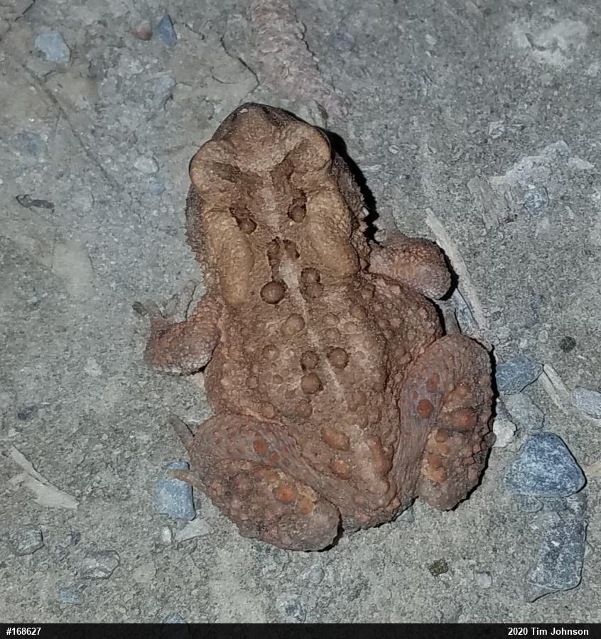 Eastern American Toad