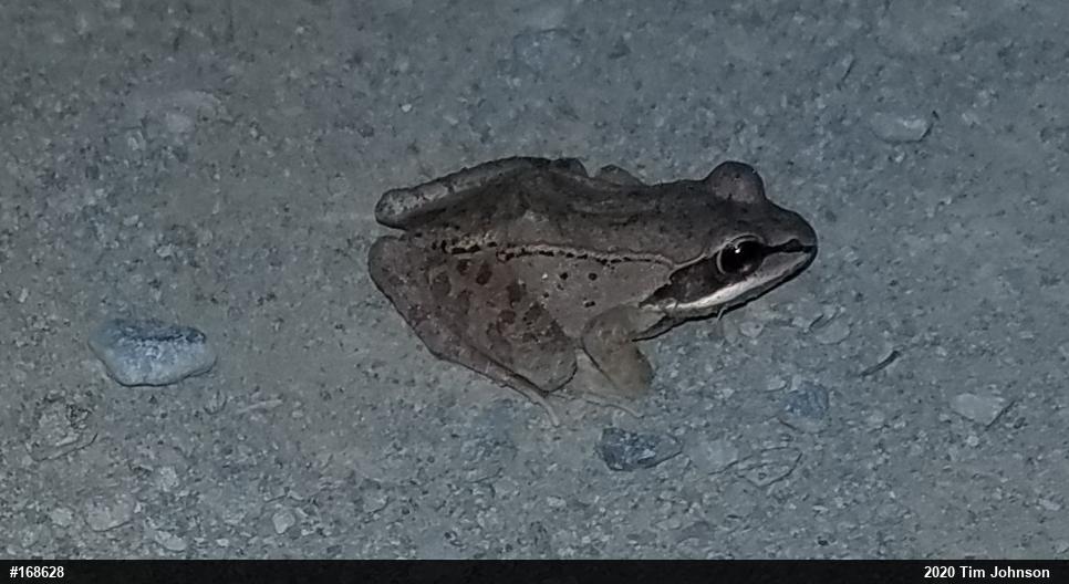 Wood Frog