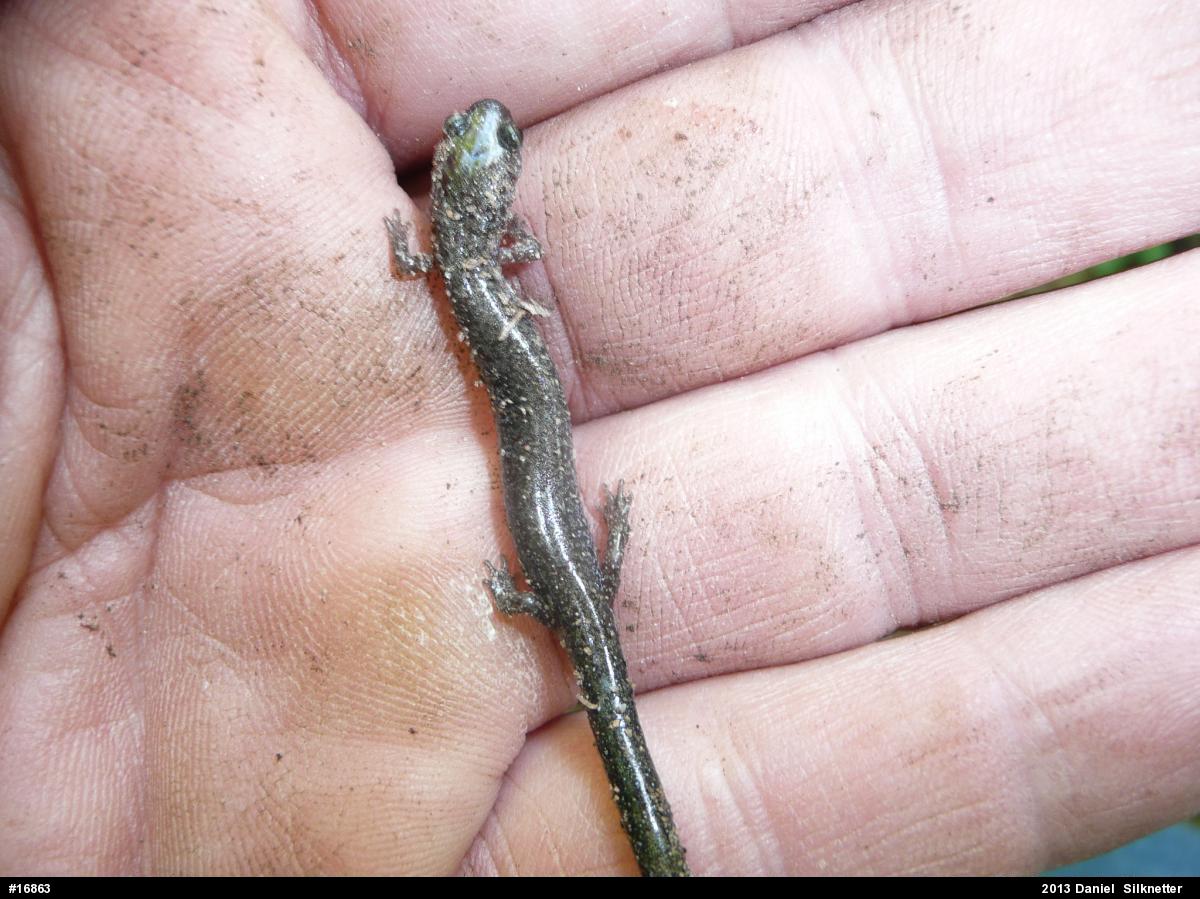 Eastern Red-backed  Salamander