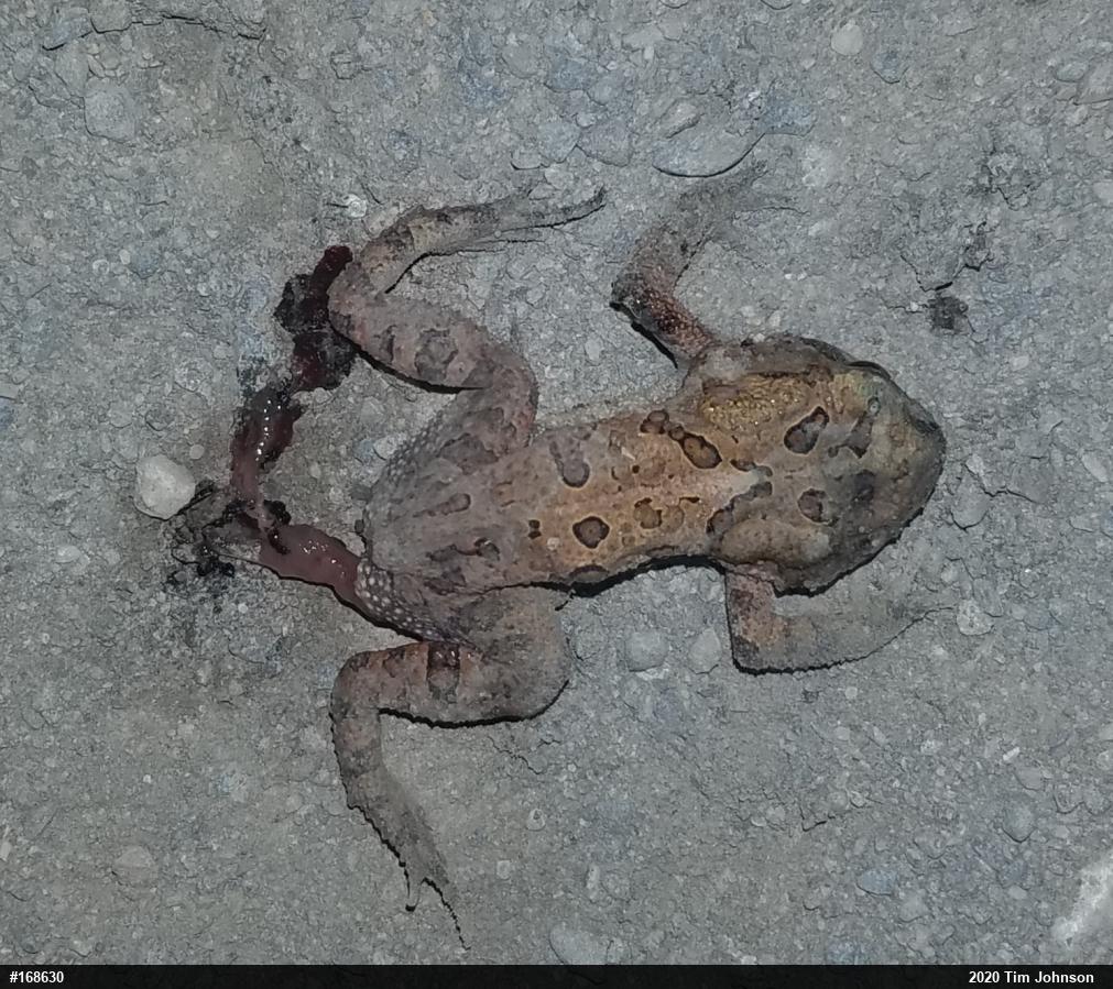 Eastern American Toad