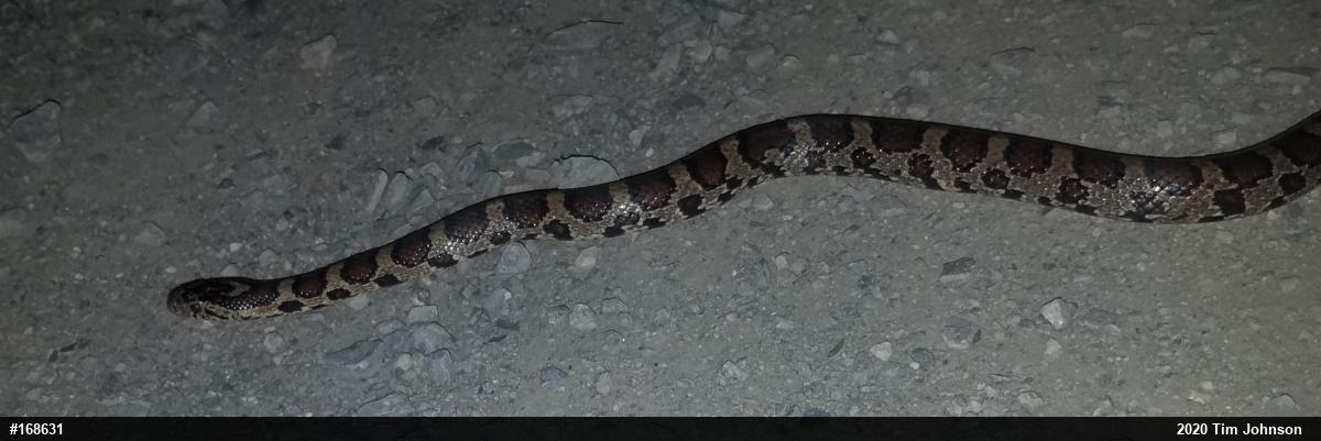 Eastern Milksnake