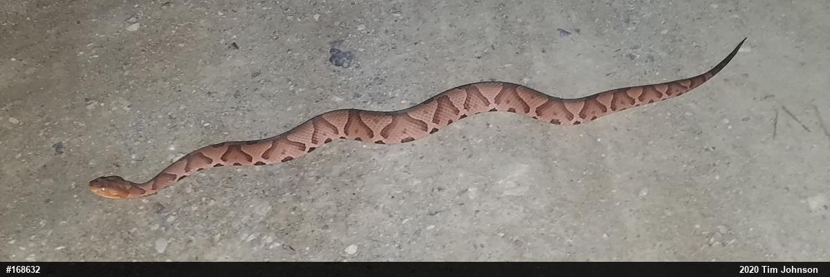 Northern Copperhead