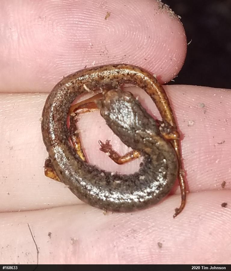 Four-toed Salamander