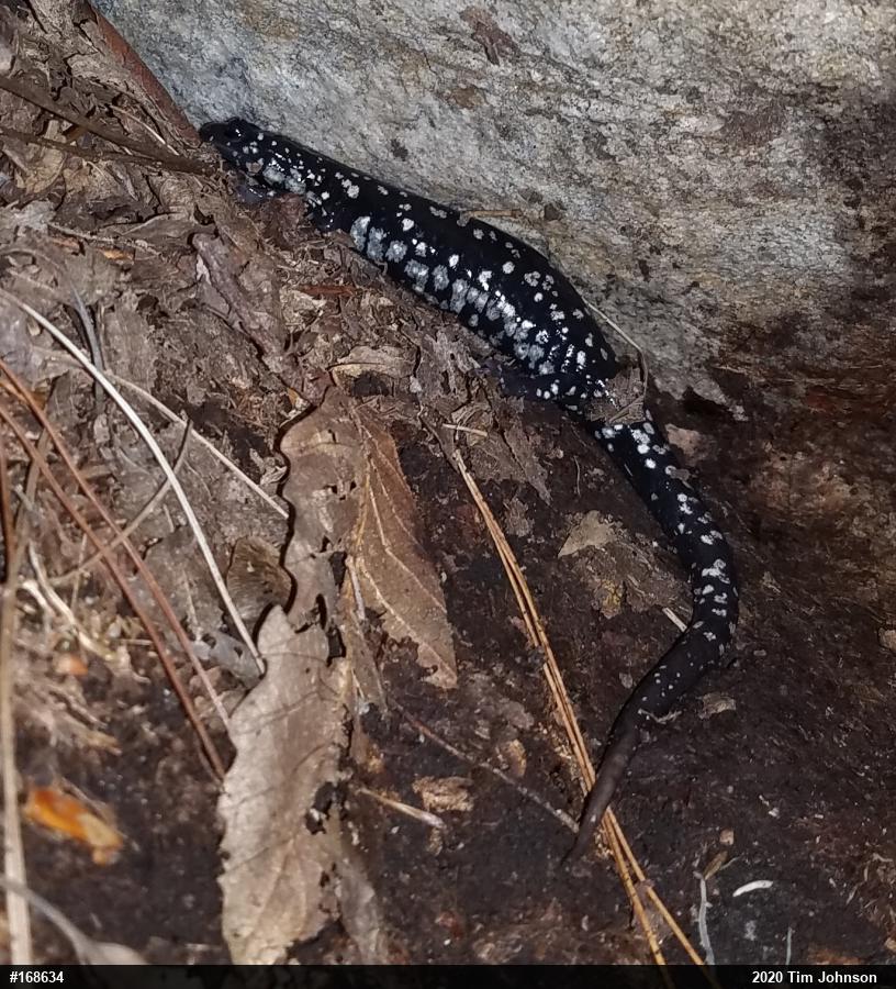 Northern Slimy Salamander