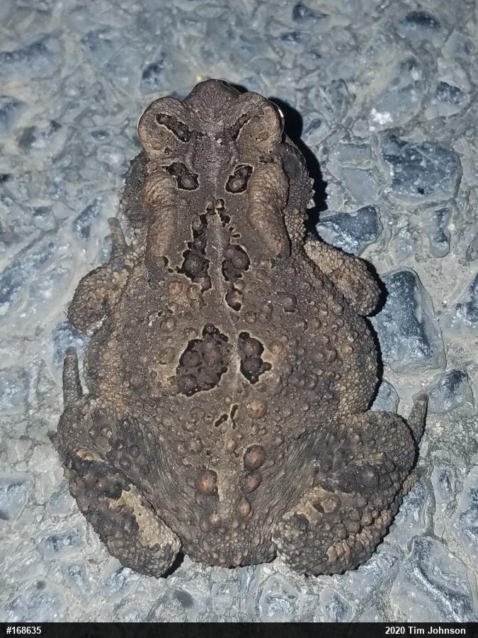 Eastern American Toad