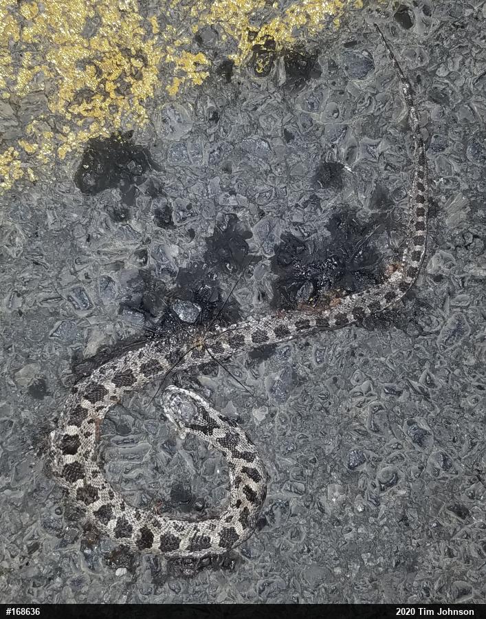 Eastern Ratsnake