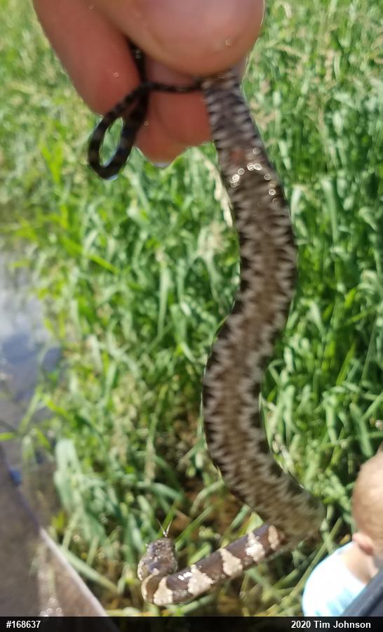 Northern Watersnake