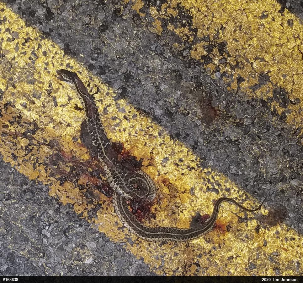 Eastern Gartersnake