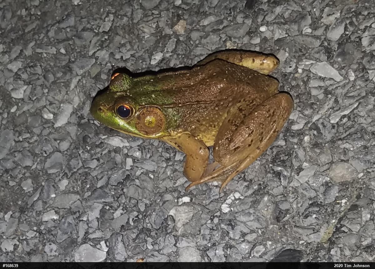 Green Frog