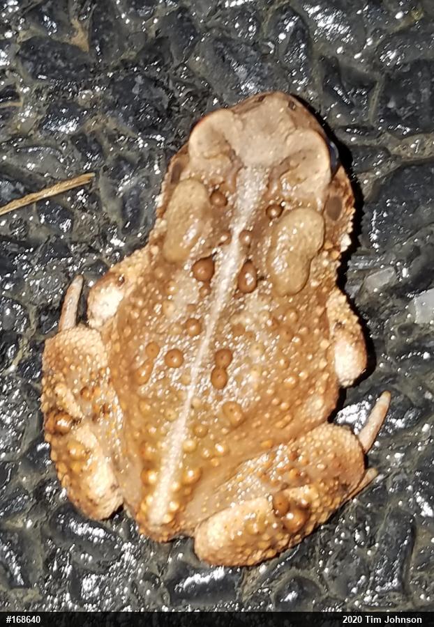 Eastern American Toad