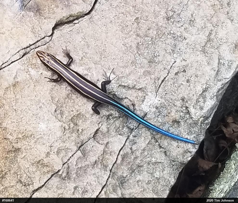 Common Five-lined Skink