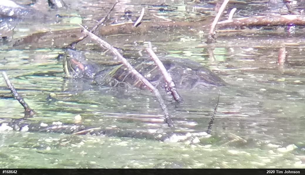 Red-eared Slider