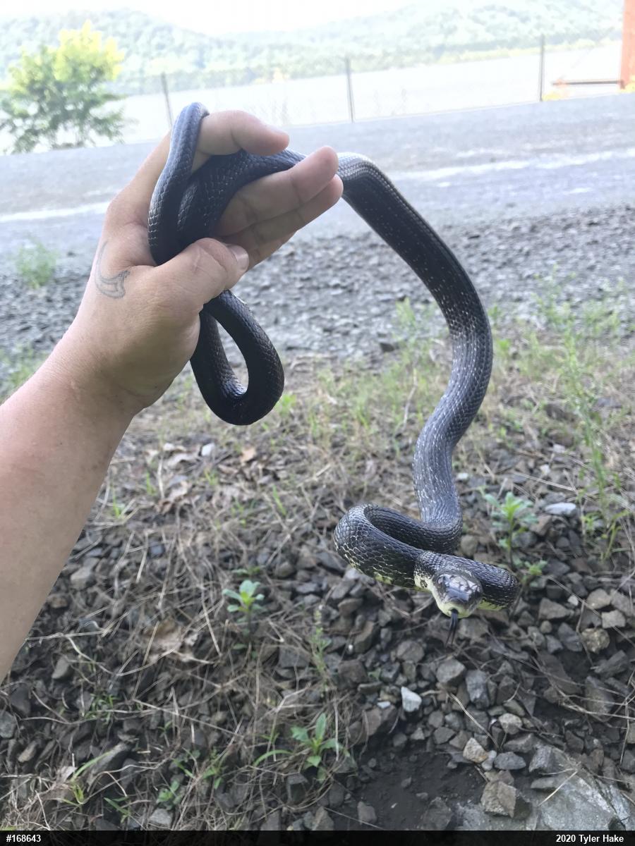Eastern Ratsnake