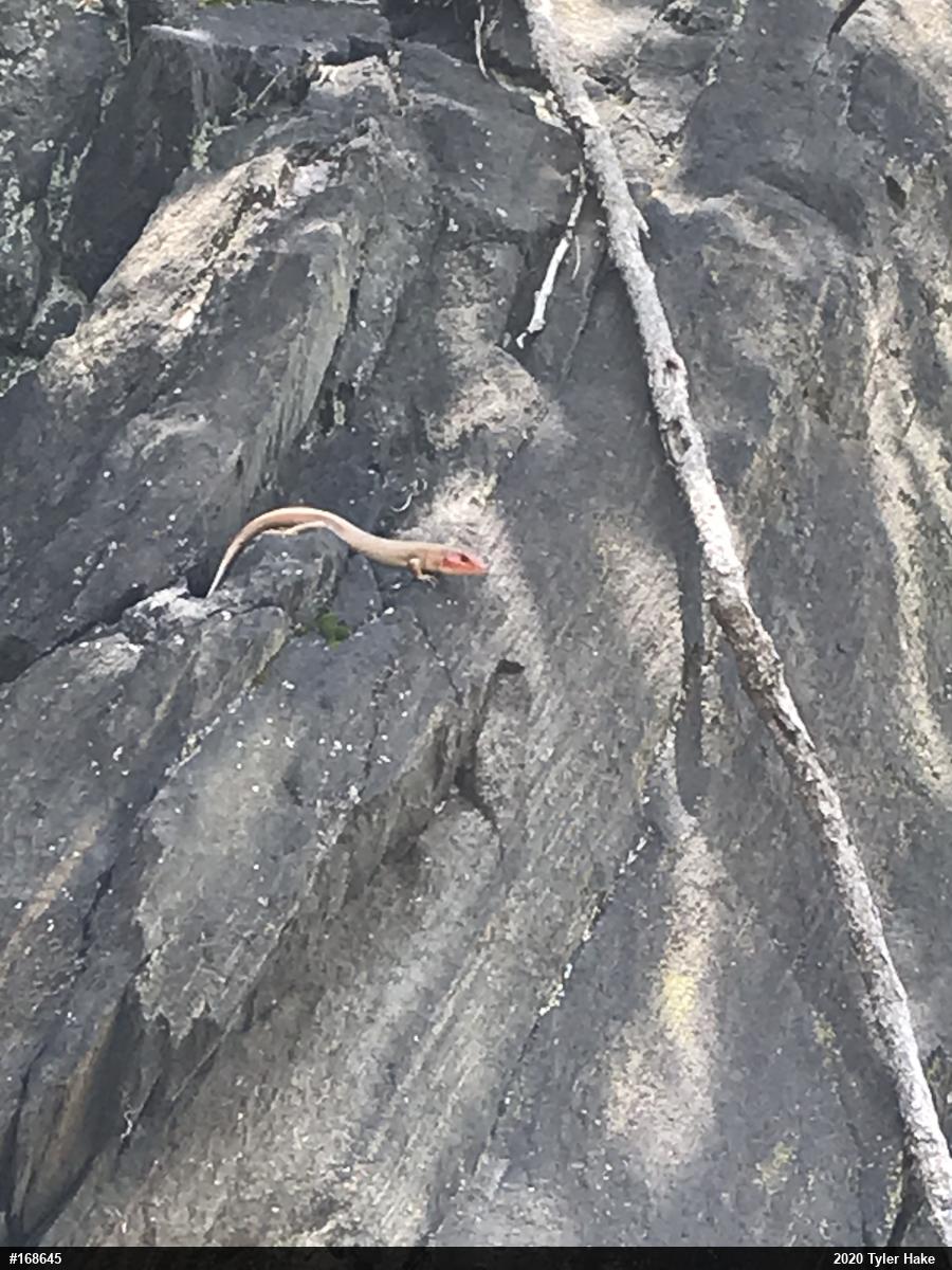 Skinks